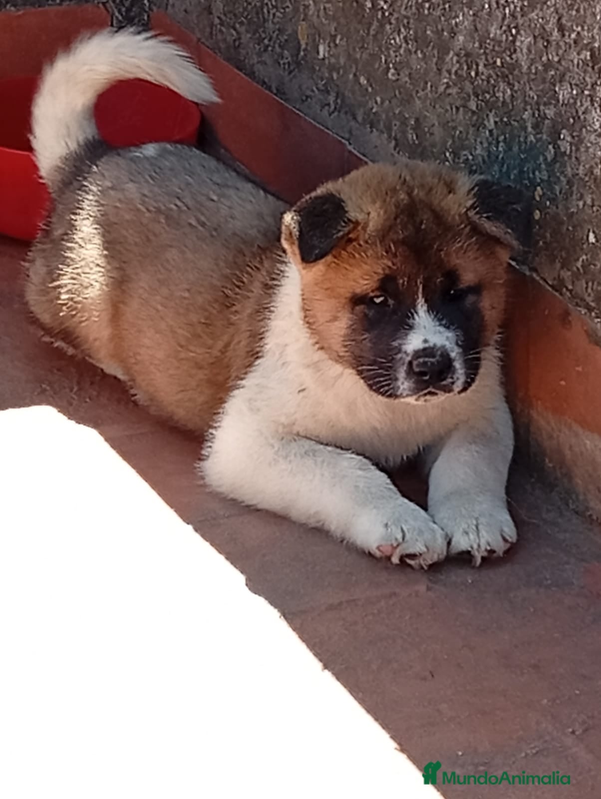 Akita Americano perros Akita Americano 641387649 - Anuncio 1