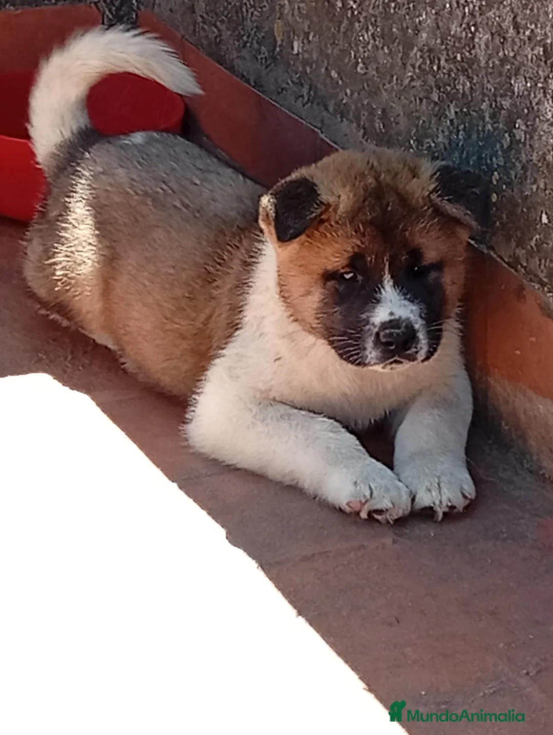 Akita Americano perros en venta: Akita Americano 641387649 - Anuncio 1
