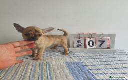 Chihuahua perros en venta: Chihuahua toy - Imagen 2