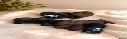 Perro de Agua Español perros en venta: Perros de aguas - Anuncio 1