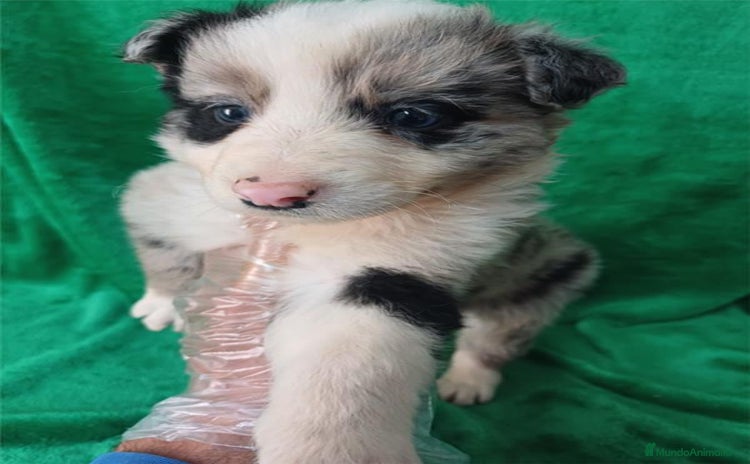 Border Collie perros Border Collie Merle  - Anuncio 4