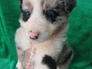 Border Collie perros - Anuncio 2