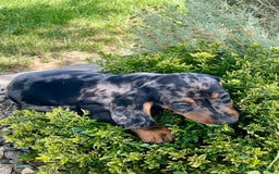 Teckel Miniatura perros en venta: Cachorros de teckel  - Imagen 2