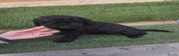 Perro de Agua Español perros en venta: Ultimo Cachorro 🖤 en Madrid - Anuncio 10