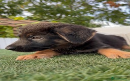 Pastor Alemán perros en venta: PASTOR ALEMAN HEMBRA - Imagen 15