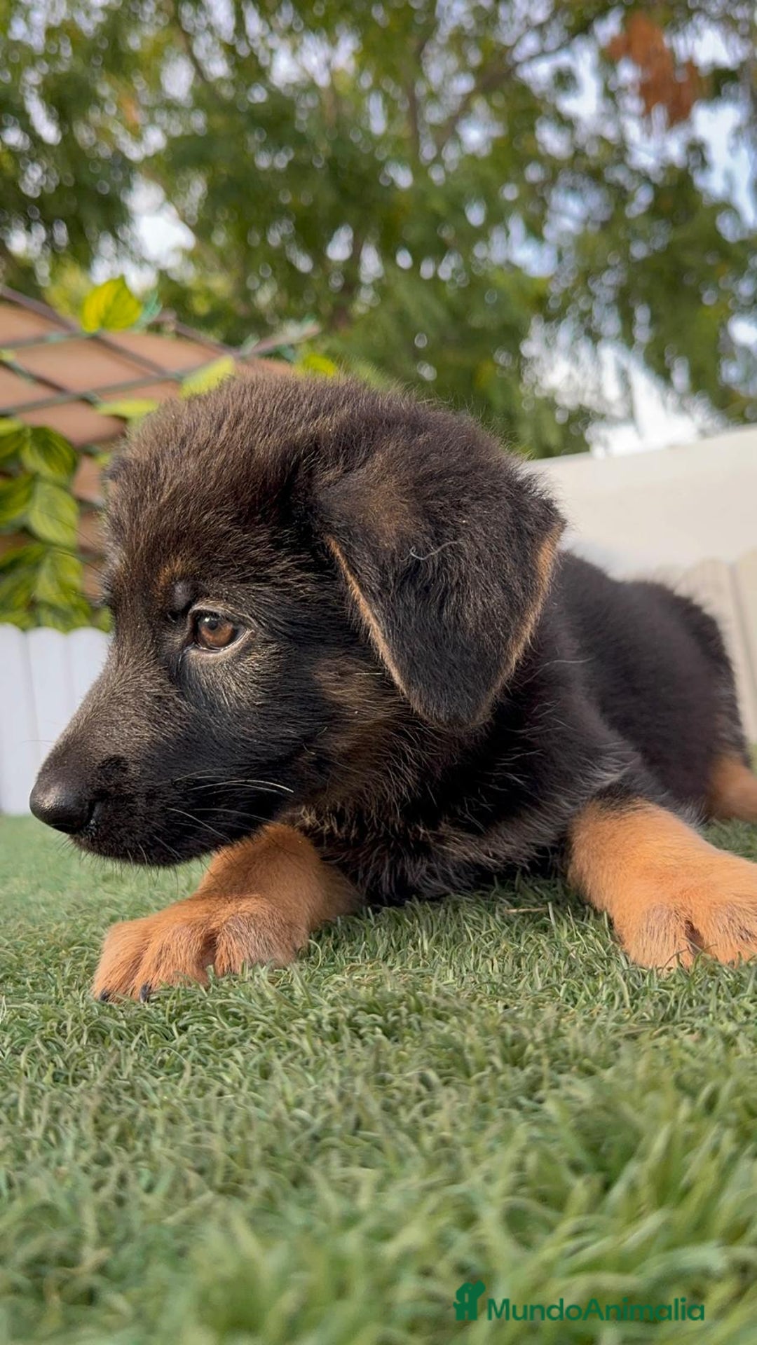 Pastor Alemán perros en venta: PASTOR ALEMAN HEMBRA - Imagen 15