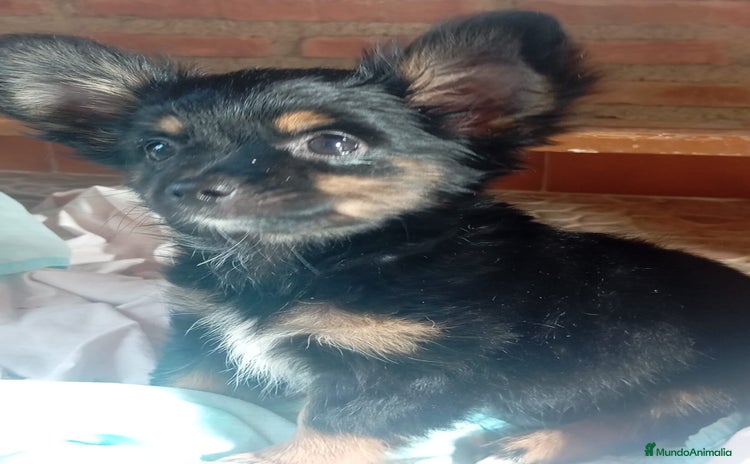 Chihuahua perros - Anuncio 1