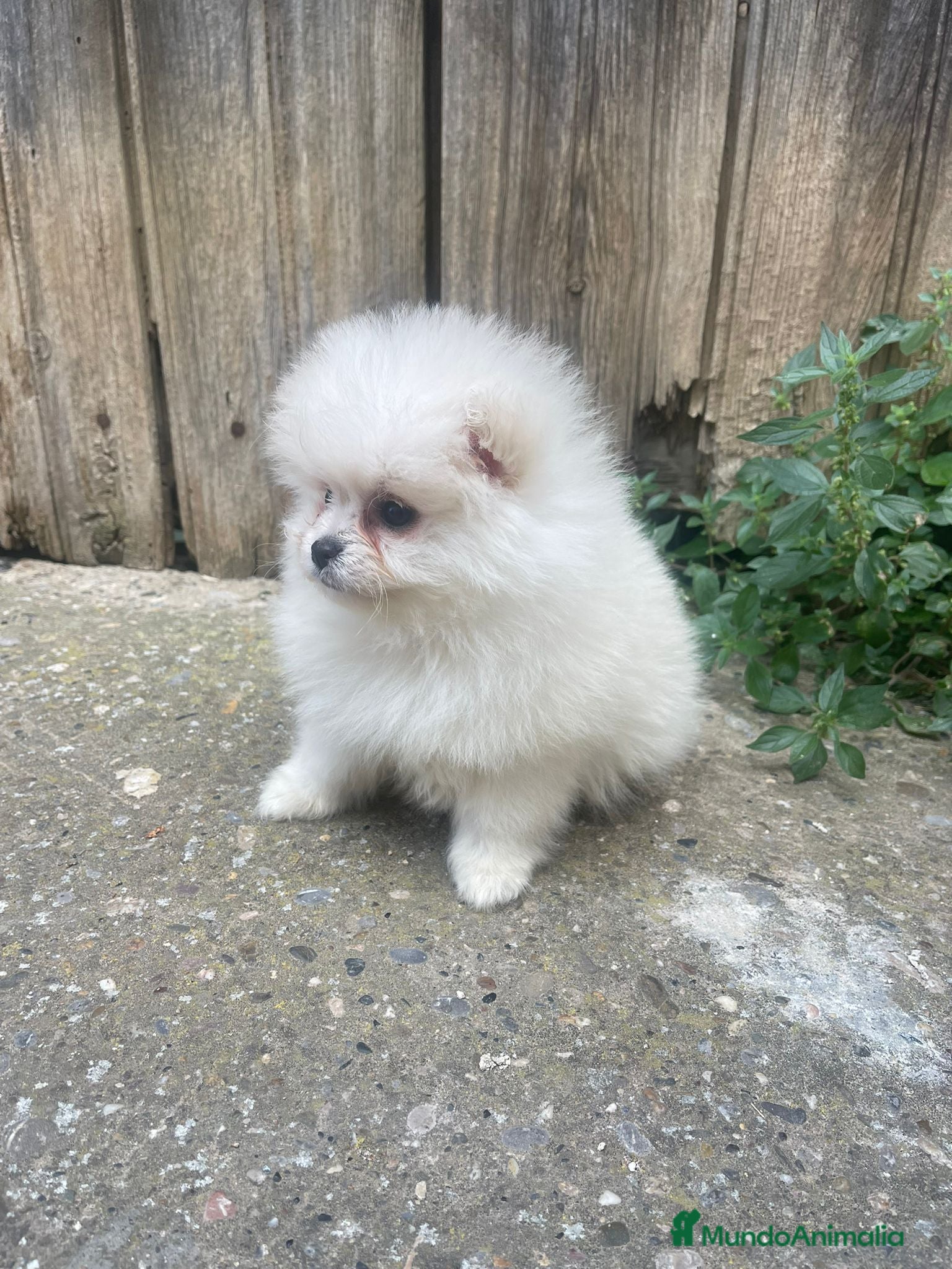 Pomerania perros POMERANIA HEMBRA TIPO OSITO – UNA MUÑEQUITA - Anuncio 1