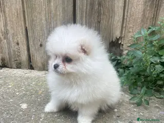 Pomerania perros POMERANIA HEMBRA TIPO OSITO – UNA MUÑEQUITA - Anuncio 1