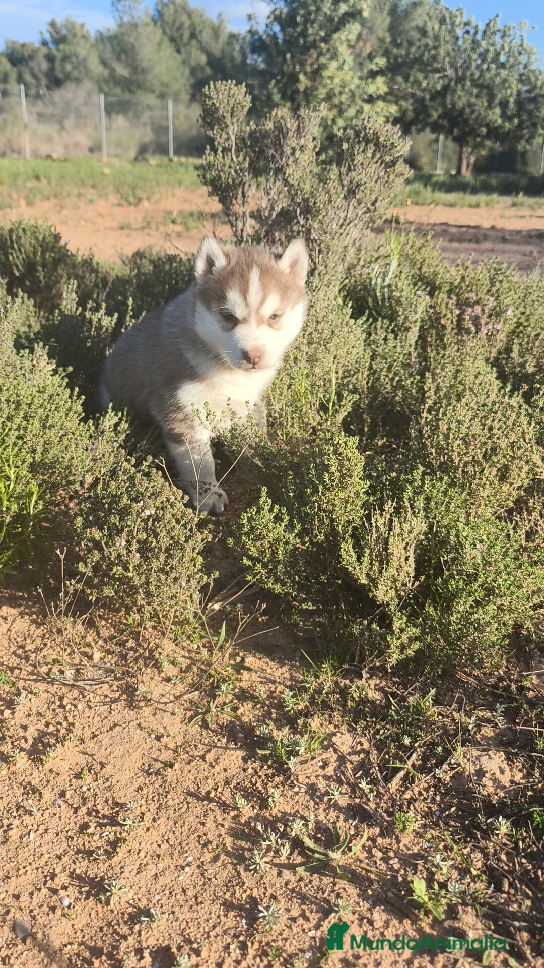 Husky Siberiano perros en venta: Husky SIBERIANO  - Anuncio 6