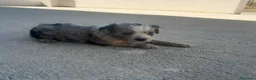 Border Collie perros en venta: BORDER COLLIE - Anuncio 14