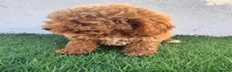 Caniche Toy perros en venta: Caniche toy - Anuncio 22