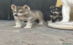 Husky Siberiano perros en venta: Siberian husky camada - Imagen 6