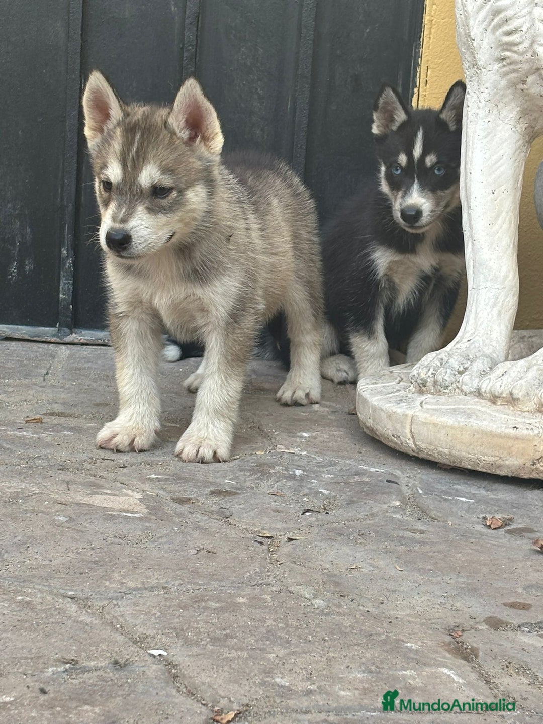 Husky Siberiano perros en venta: Siberian husky camada - Imagen 6