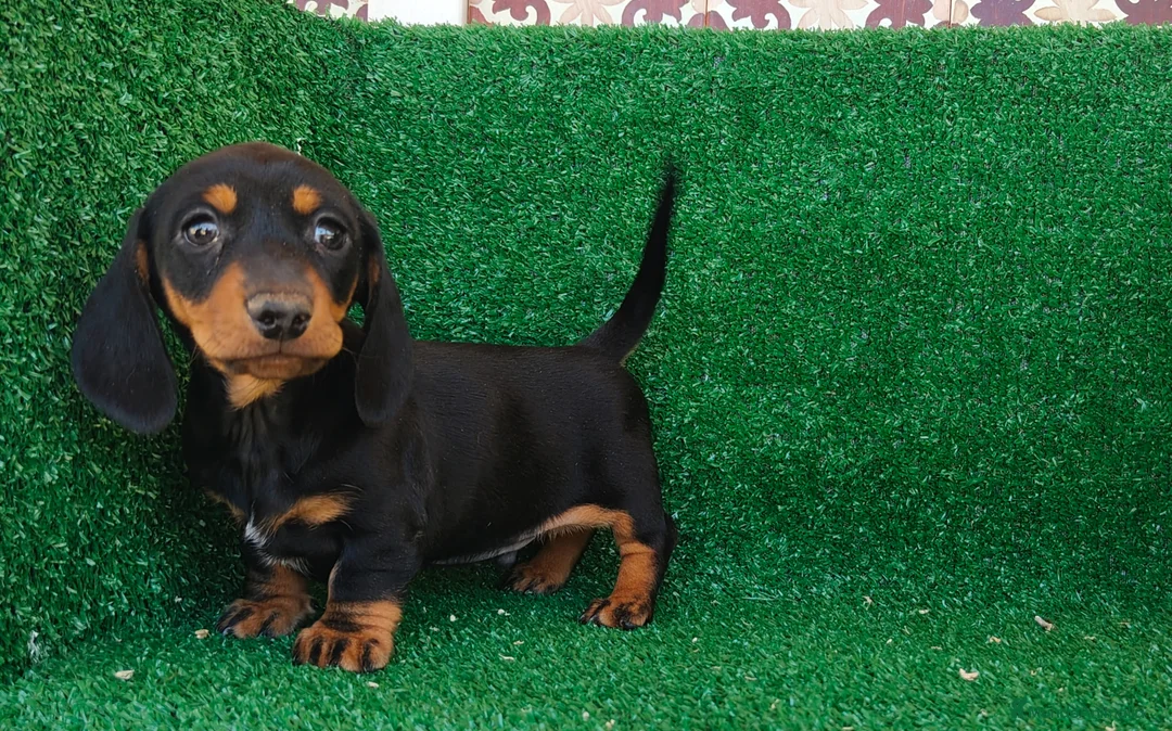 Teckel Miniatura perros en venta: Teckel miniatura  - Anuncio 9