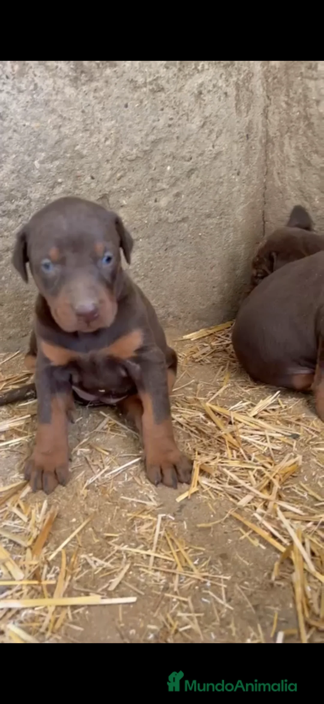 Dobermann perros en venta: Doberman chocolate disponible  en Málaga - Anuncio 2