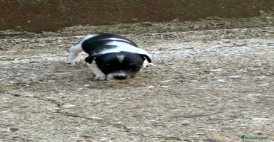 Jack Russell Terrier perros - Anuncio 1