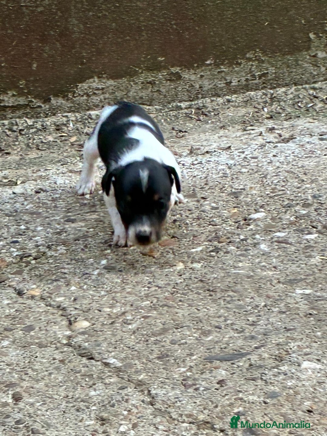 Jack Russell Terrier perros en venta: Nueva camada Jack Russell  - Imagen 2