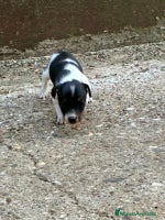 Jack Russell Terrier perros Nueva camada Jack Russell - Anuncio 2