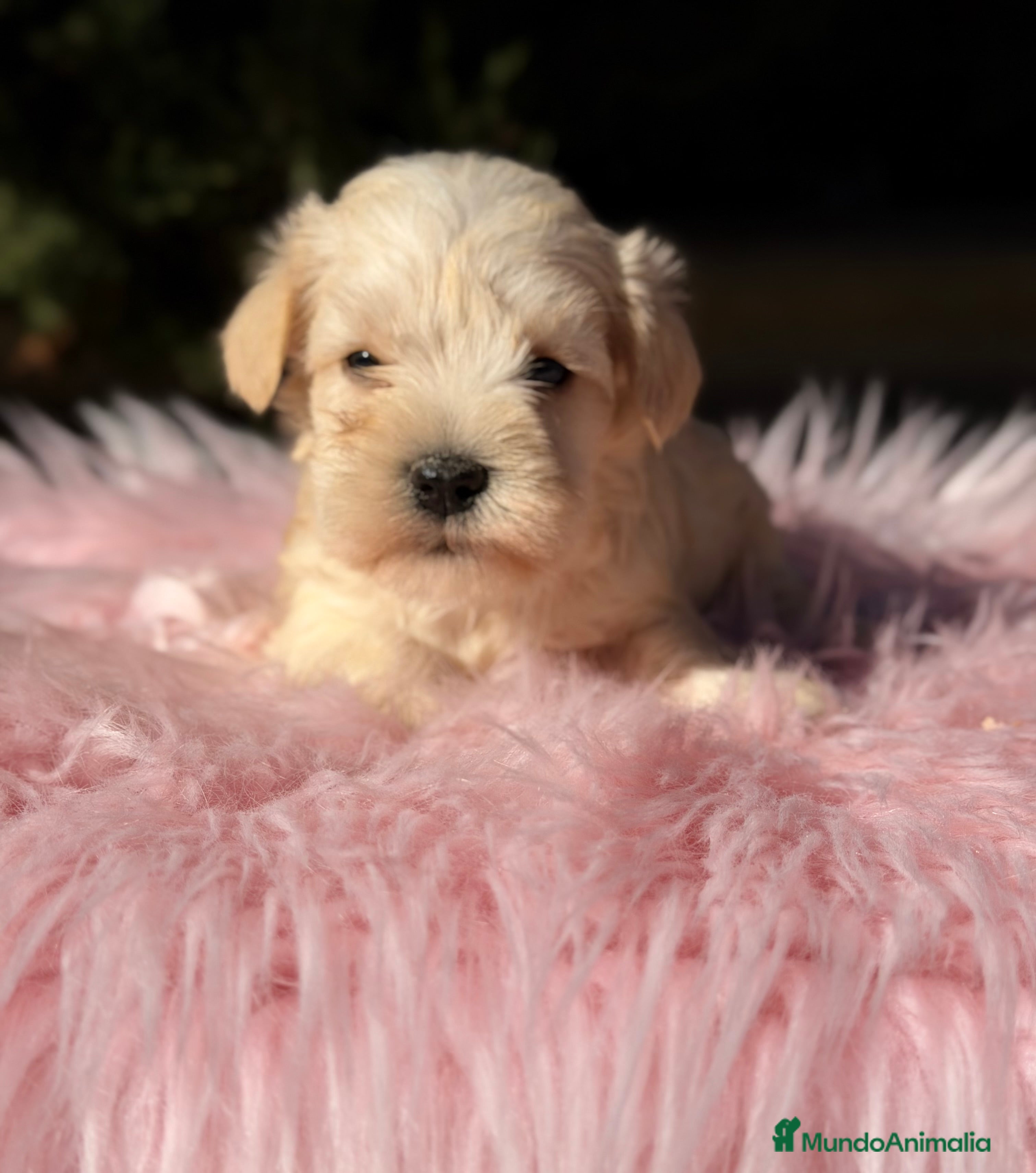 Schnauzer Miniatura perros Schnauzer miniatura blanca  - Anuncio 11