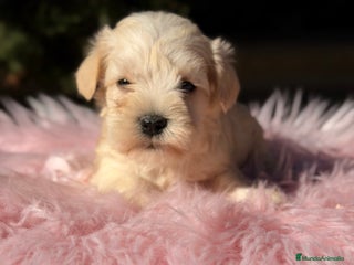 Schnauzer Miniatura perros Schnauxer miniatura blanca - Anuncio 1