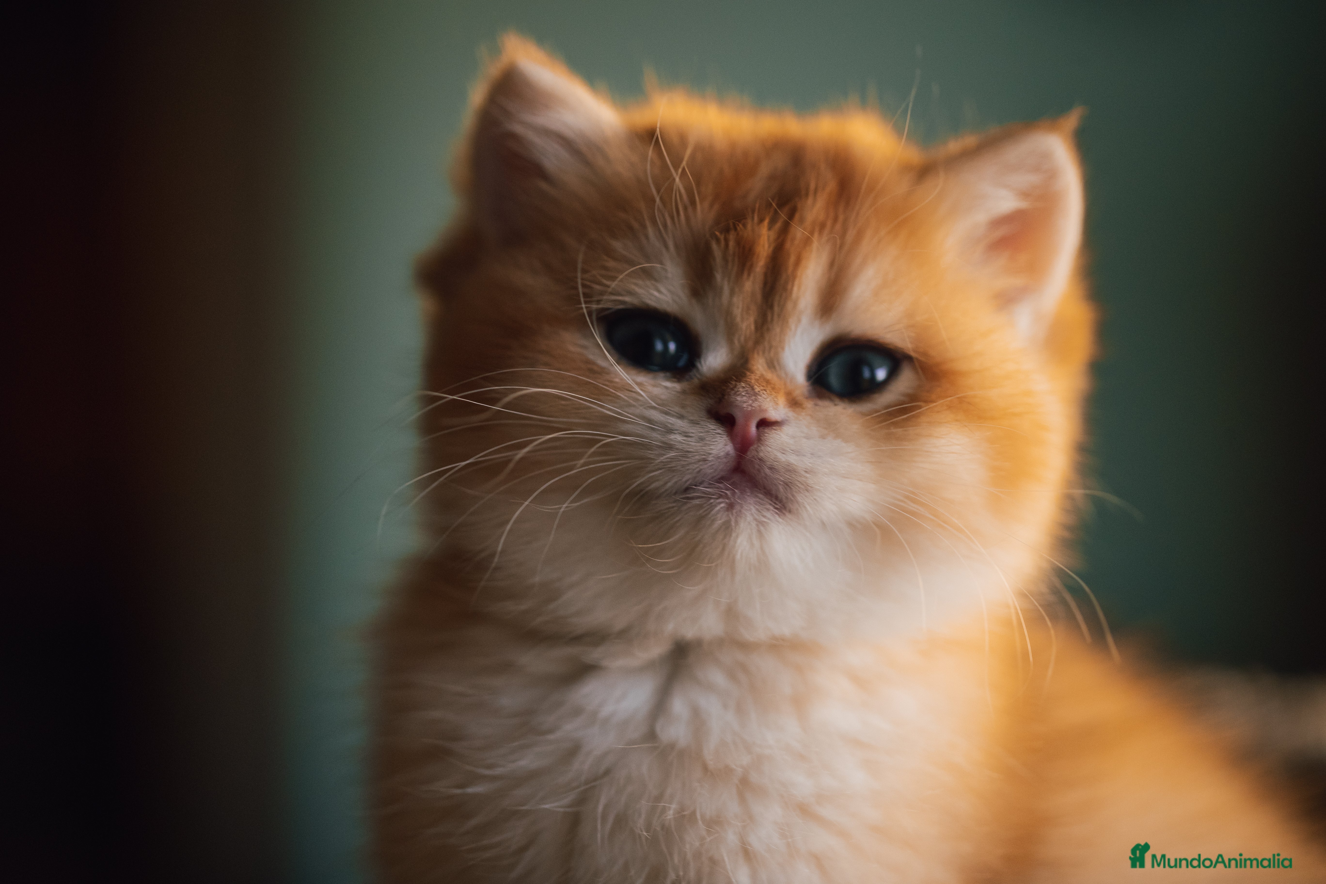 Británico de Pelo Corto gatos Niñas british golden chinchilla  - Anuncio 2
