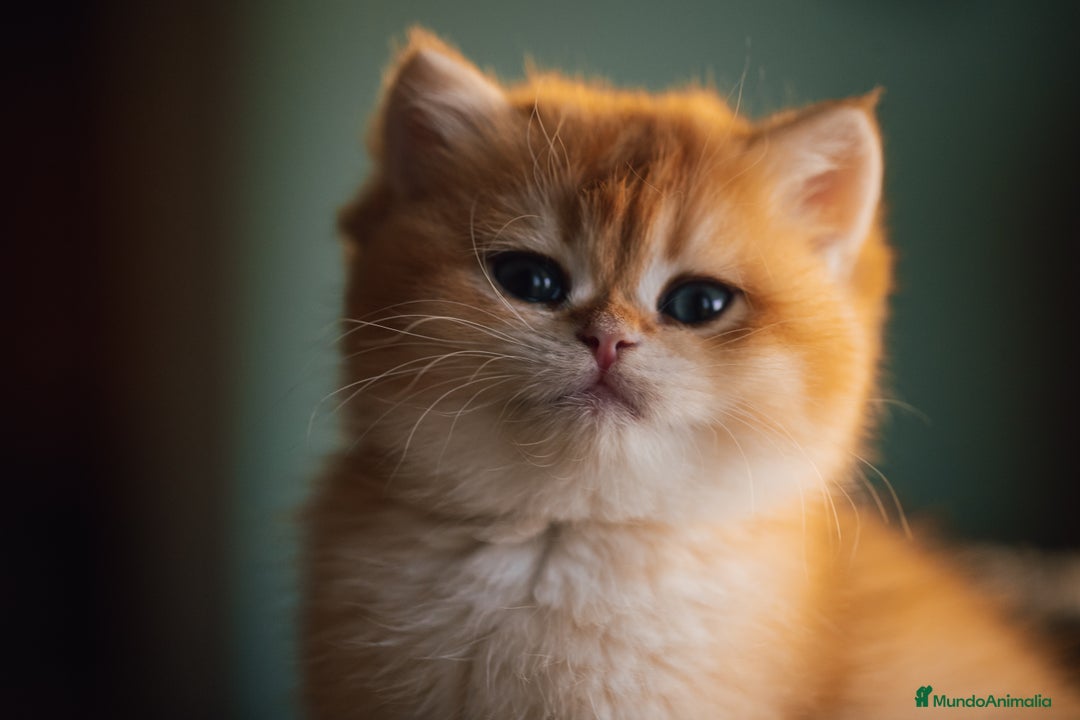 Británico de Pelo Corto gatos en venta: Niñas british golden chinchilla  - Anuncio 2