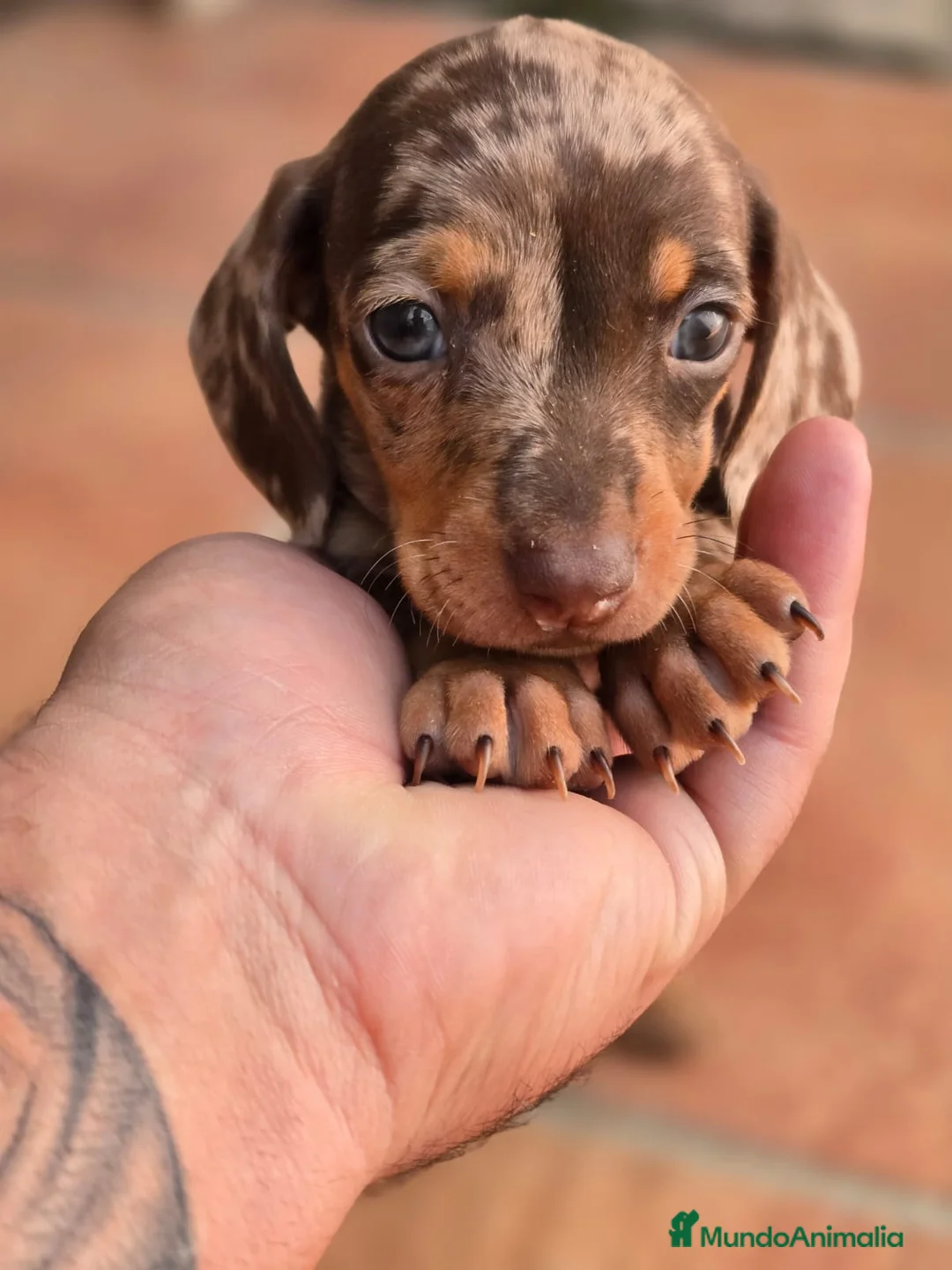 Teckel Miniatura perros en venta: Cachorros raza Teckel  en Granada - Anuncio 5