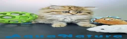 Británico de Pelo Largo gatos en venta: Scottish Straight Longhair Hembra 1852 AQUANATURA - Anuncio 6