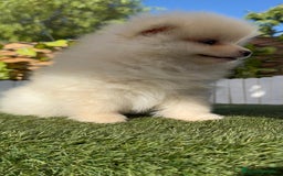 Pomerania perros en venta: POMERANIA MACHO - Imagen 15