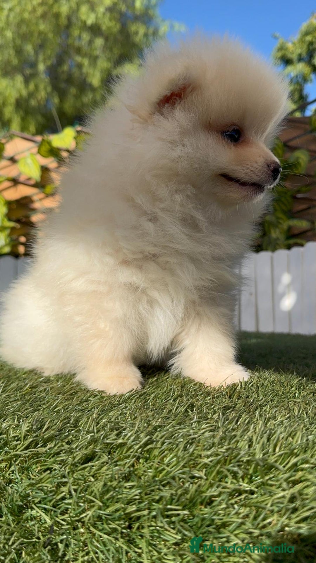 Pomerania perros en venta: POMERANIA MACHO - Imagen 15