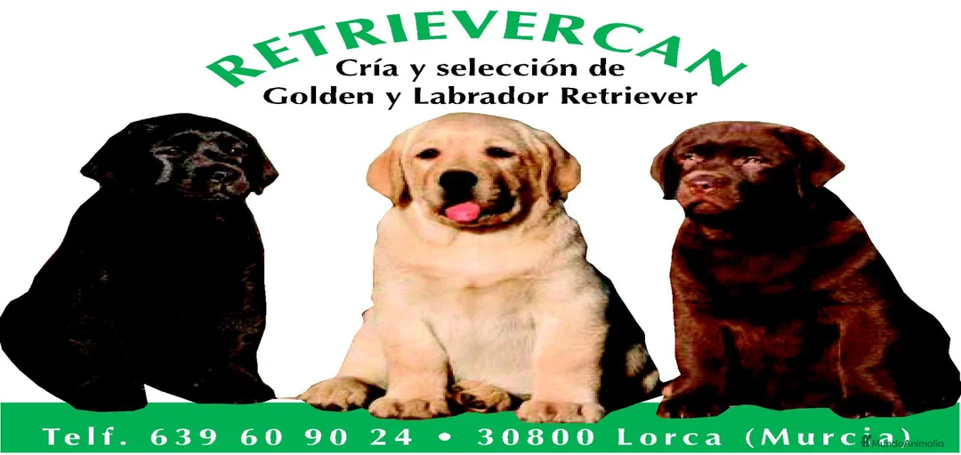 Imagen de galería {{count}}