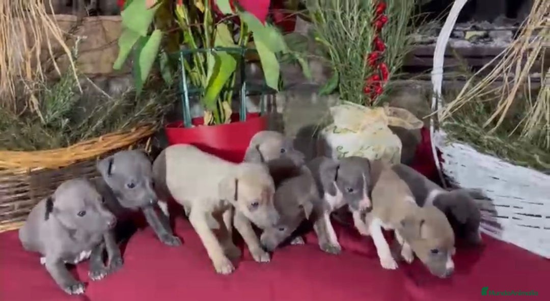 Whippet perros en venta: Whippet blue y Verdino  - Anuncio 20