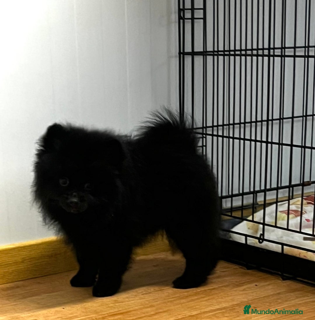 Pomerania perros en venta: Pomerania  - Anuncio 5