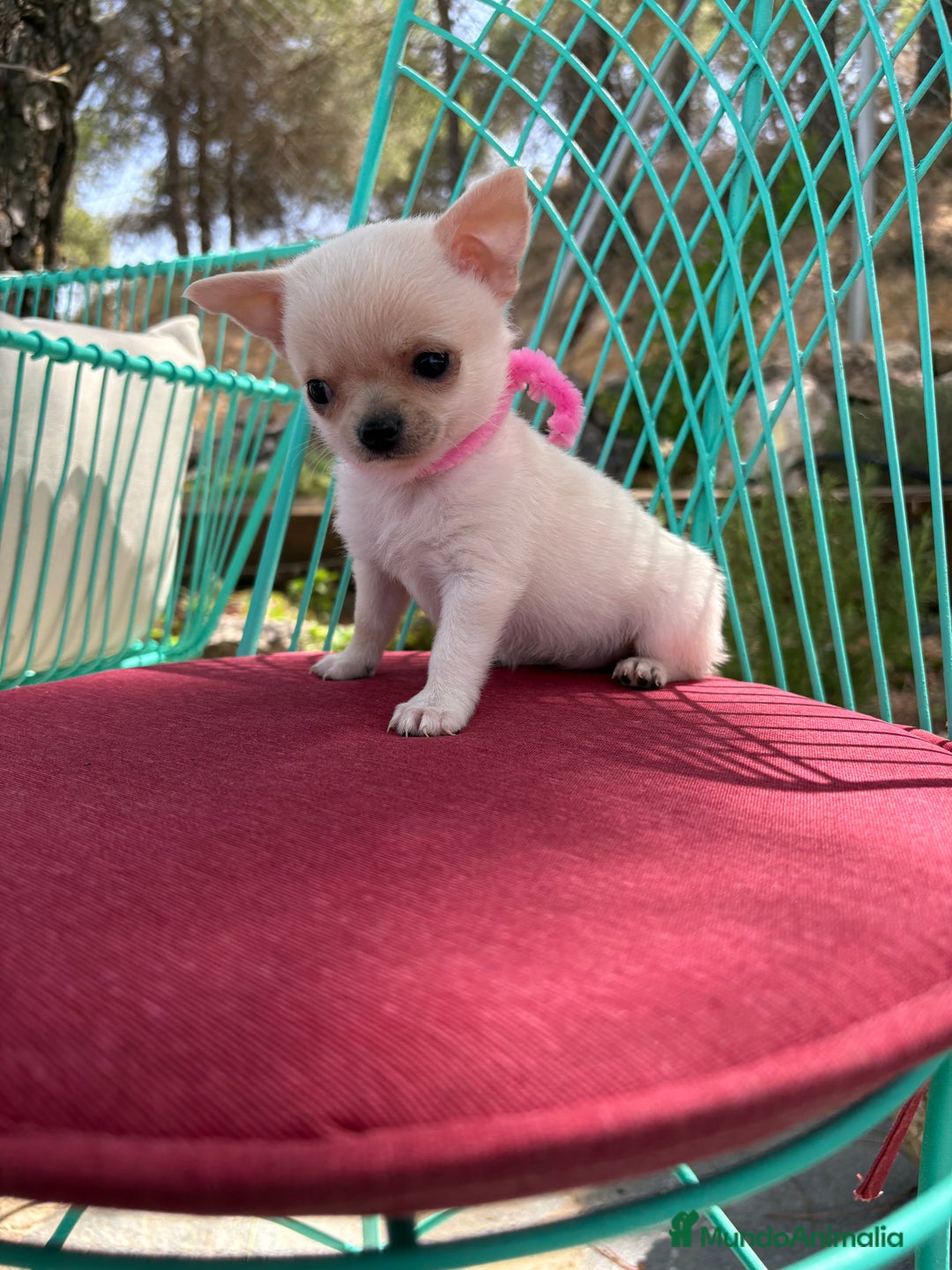 Chihuahua perros en venta: Chihuahua hembra blanca !!! - Anuncio 8