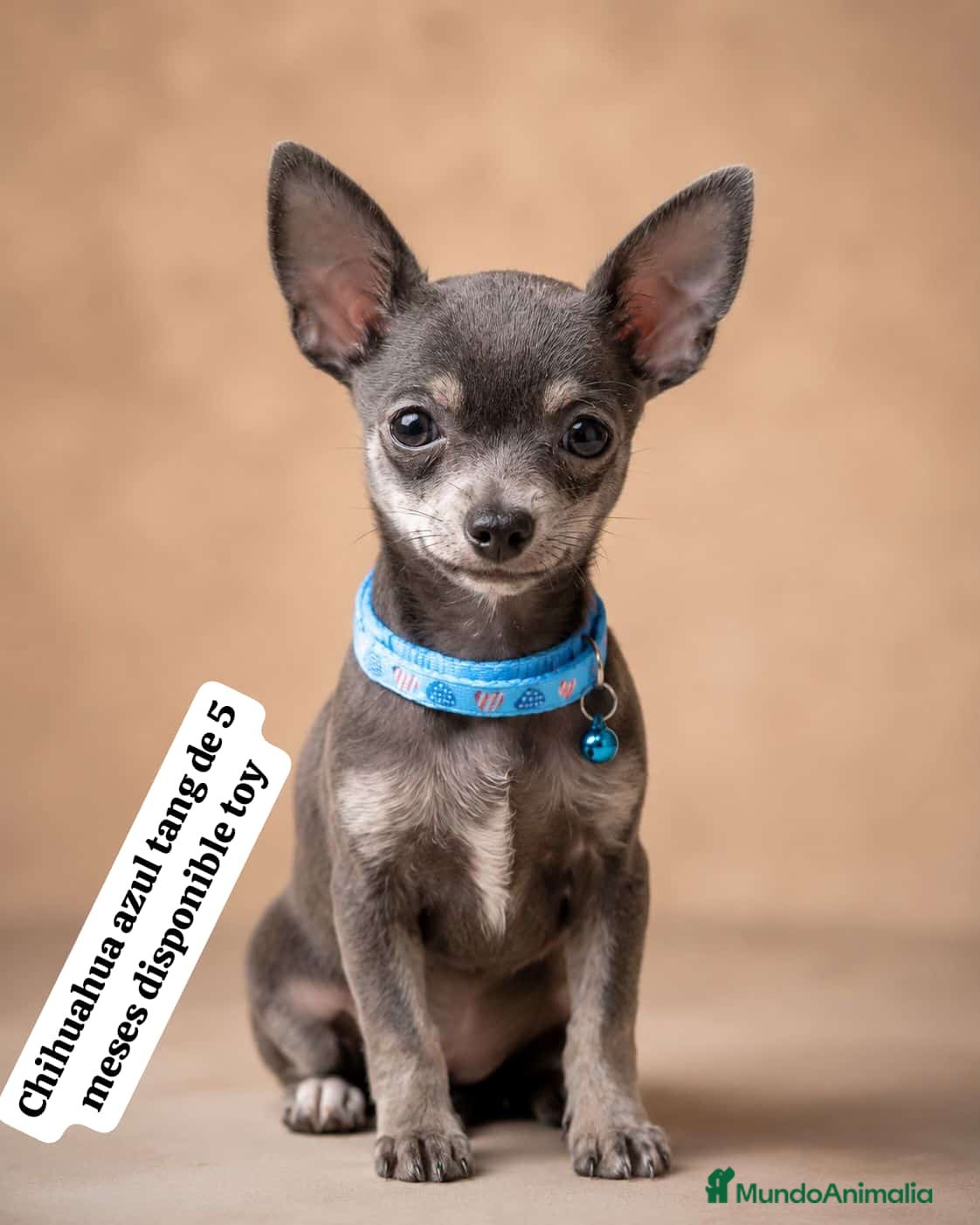Chihuahua perros 4 meses toy si vienes a recoger en persona 500€ - Anuncio 1