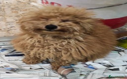 Caniche Toy perros en venta: Caniche toy rojo  - Imagen 3