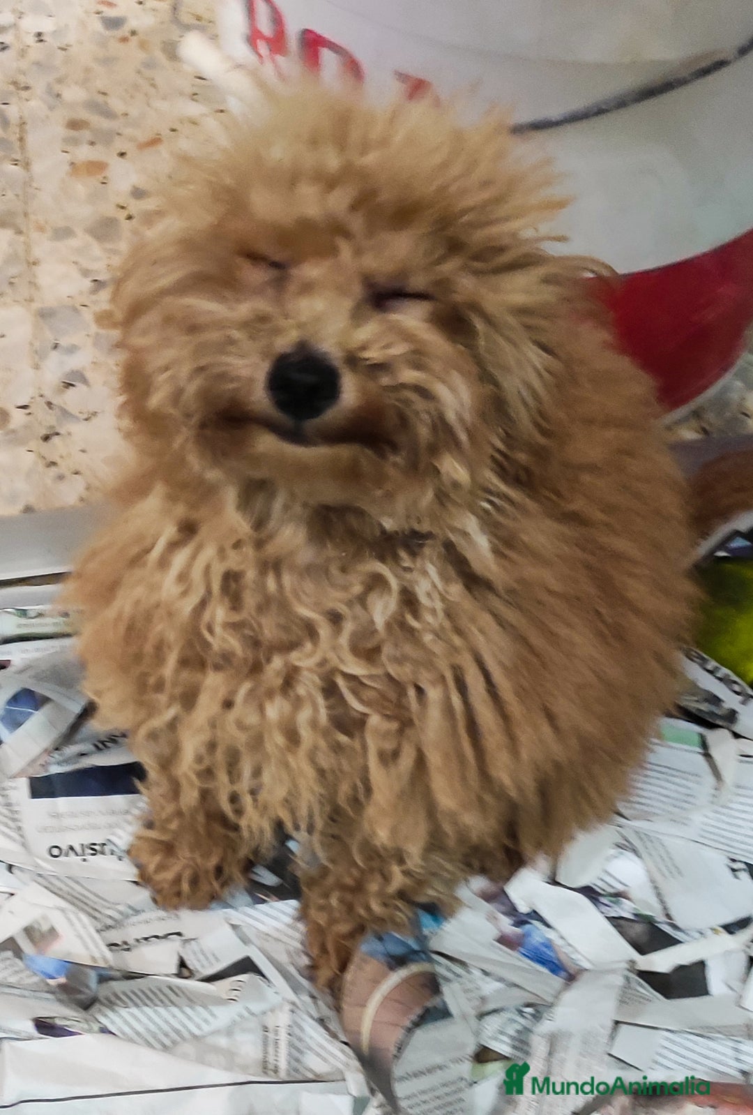 Caniche Toy perros en venta: Caniche toy rojo  - Imagen 3