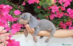 Teckel Miniatura perros en venta: Teckel de todos lo colore(candiamanteunico2)tiktok - Imagen 2