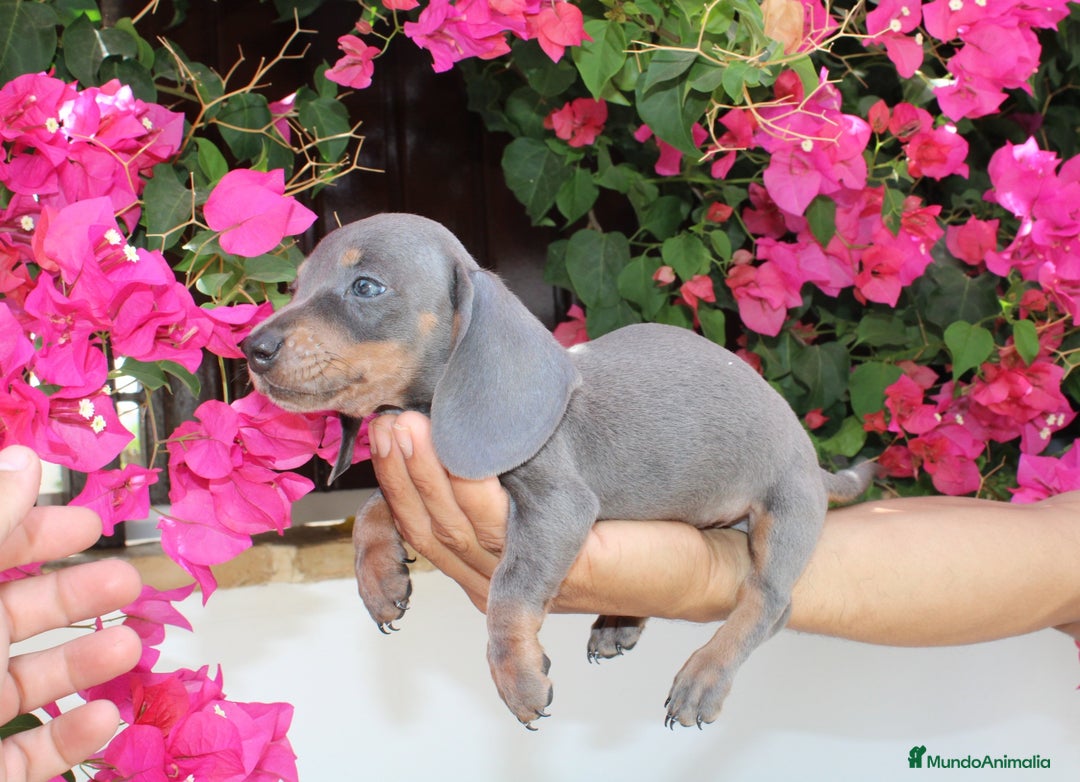 Teckel Miniatura perros en venta: Teckel de todos lo colore(candiamanteunico2)tiktok - Imagen 2