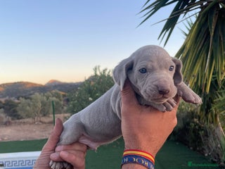 Braco Alemán de Pelo Corto perros Braco de weinar - Anuncio 3