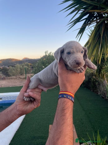 Braco Alemán de Pelo Corto perros Braco de weinar - Anuncio 3