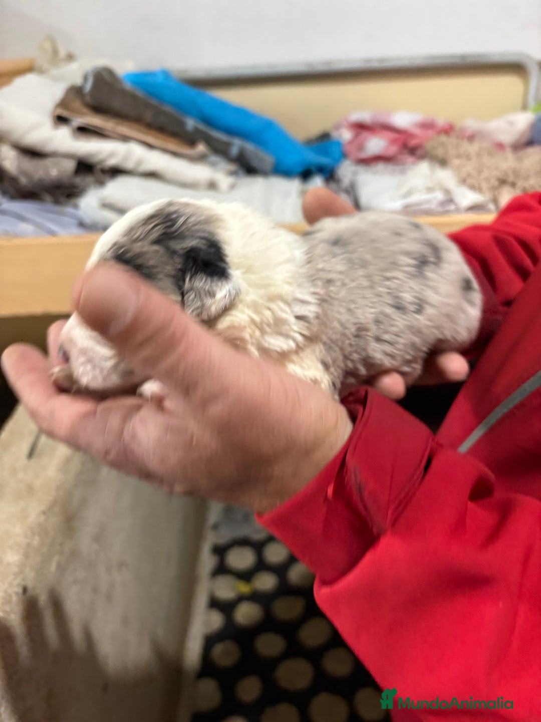 Border Collie perros en venta: Cachorros border collie machos y hembras varios  - Anuncio 26