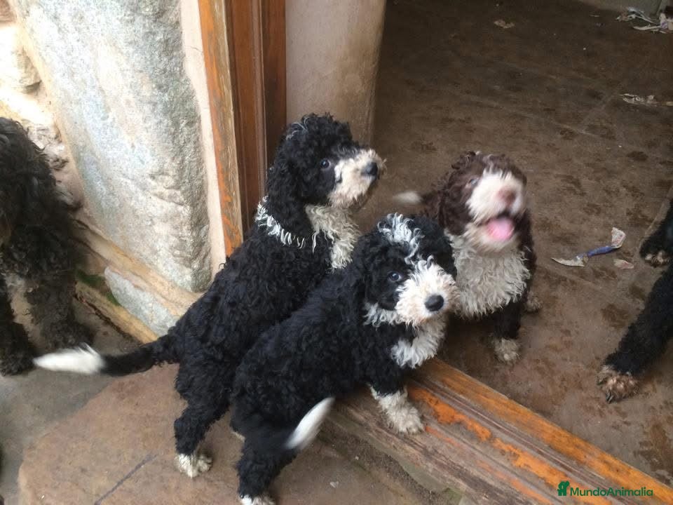 Perro de Agua Español perros CACHORROS PERRO DE AGUA  - Anuncio 1