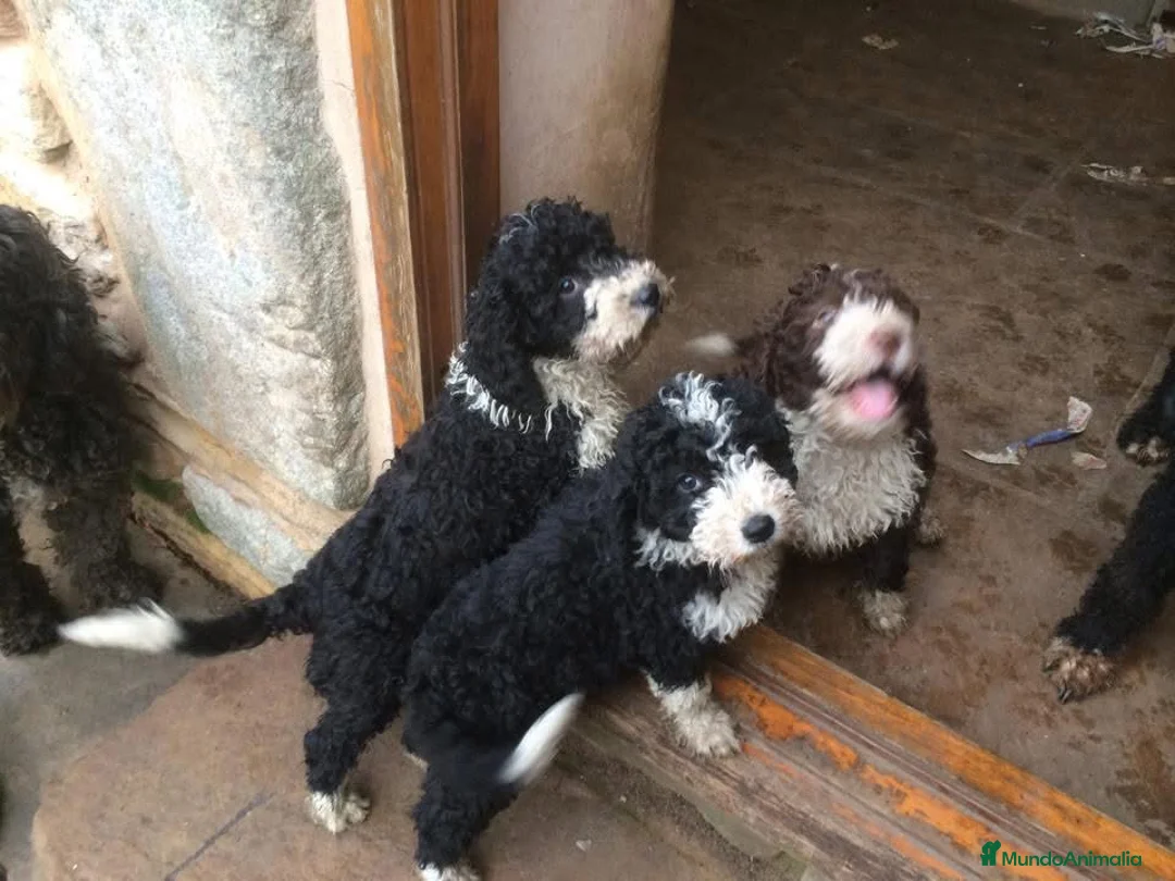 Perro de Agua Español perros en venta: CACHORROS PERRO DE AGUA  - Anuncio 1