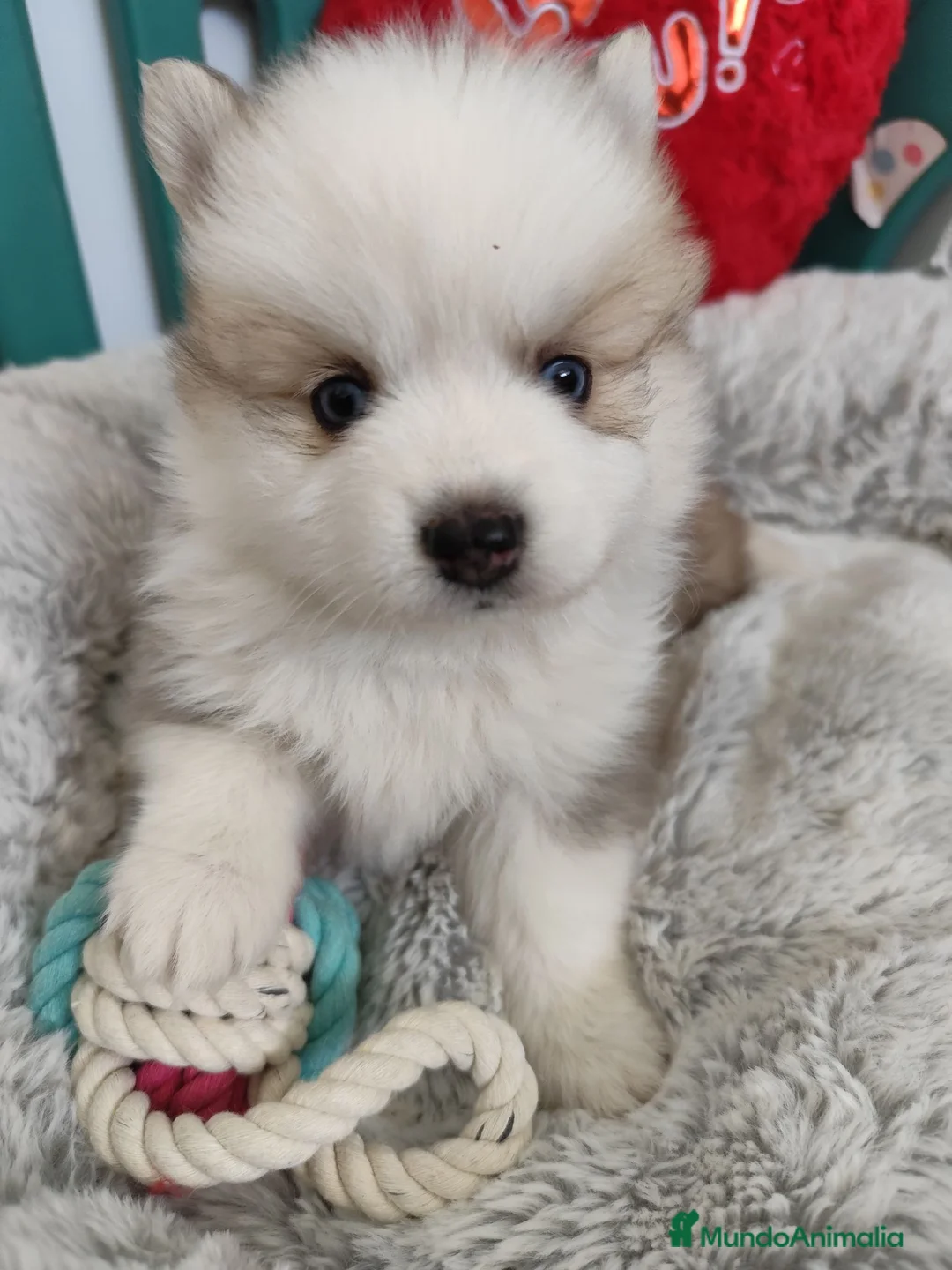 Pomsky perros en venta: Pomsky mini - Anuncio 5