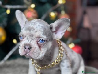 Bulldog Francés perros Cachorros bulldog francés - Anuncio 16