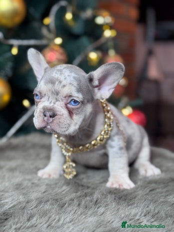 Bulldog Francés perros - Anuncio 10