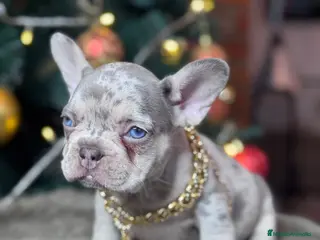 Bulldog Francés perros Cachorros bulldog francés - Anuncio 10