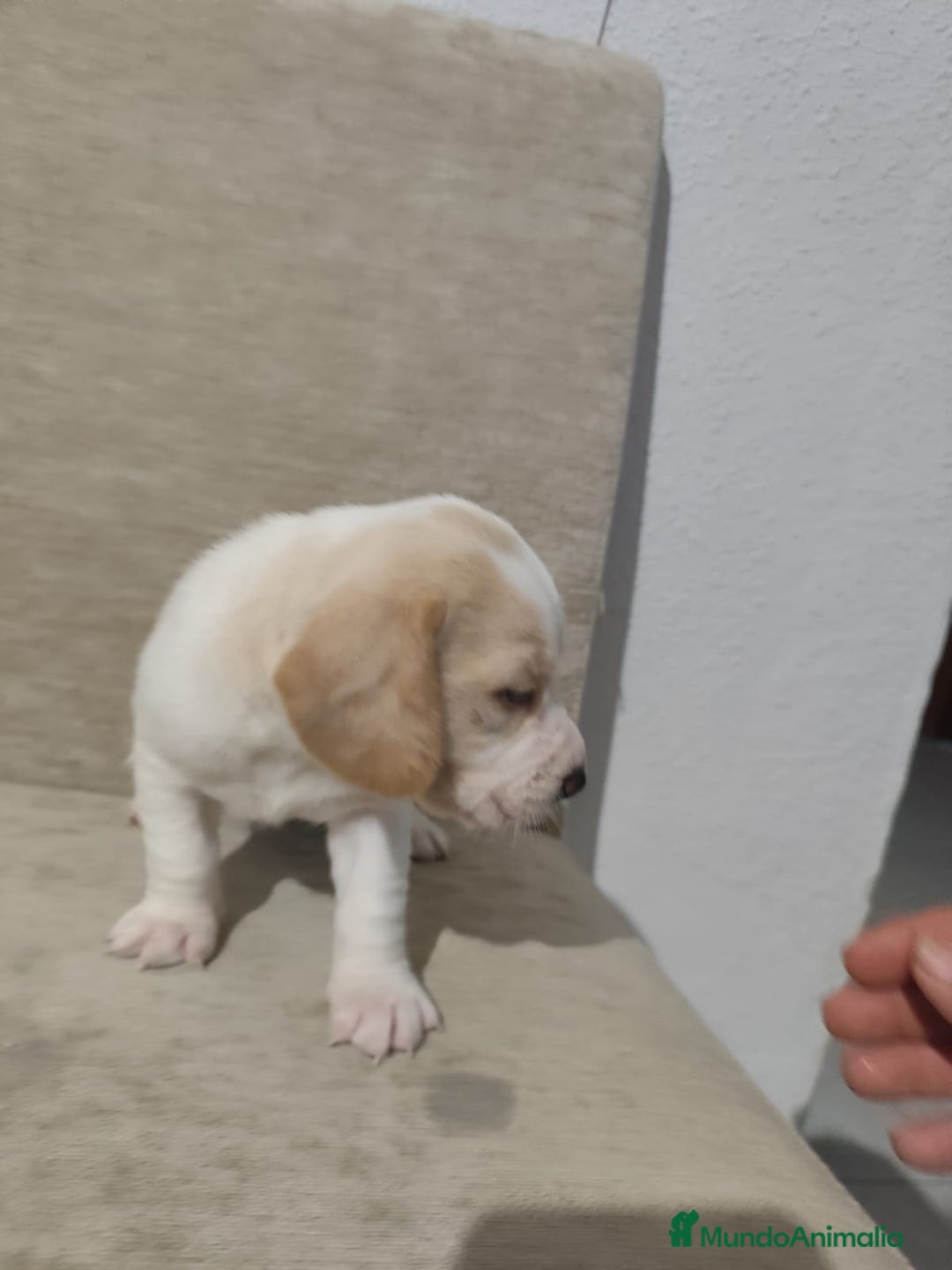 Beagle perros en venta: Beagle - Anuncio 4